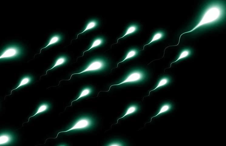 Study Shows Possible Link with Cannabis, Endocannabinoid System and Sperm Count