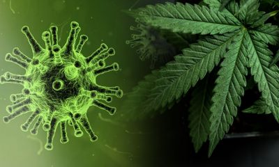 Canadian Scientists: High Levels of CBD In Cannabis Could Protect from COVID-19