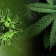 Canadian Scientists: High Levels of CBD In Cannabis Could Protect from COVID-19
