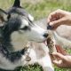 Pet Study Reveals CBD Effectively Manages Arthritis Pain Symptoms in Dogs