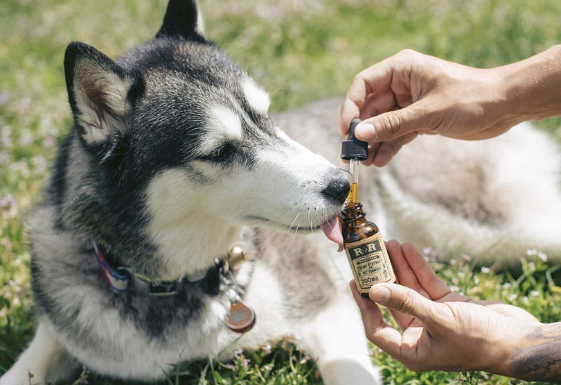 Pet Study Reveals CBD Effectively Manages Arthritis Pain Symptoms in Dogs
