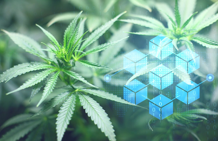 Could Blockchain Technology Make CBD Products Easier to Vet via CanCheck.org?