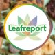Leafreport, Canalysis Share Shocking CBD Edible Test Results