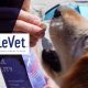 ElleVet Sciences Shares CBD+CBDA Oil On Dogs Study Results